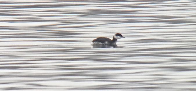 perkoz rogaty  - Sebastian Watras