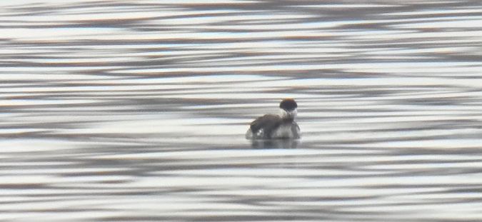 Ohrentaucher  - Sebastian Watras