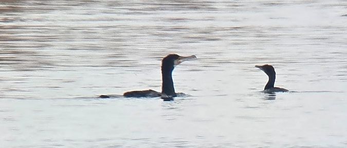 kormoran mały  - Sebastian Watras