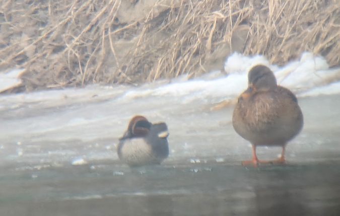 cyraneczka  - Sebastian Watras