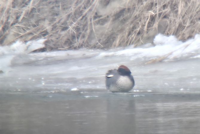 cyraneczka  - Sebastian Watras