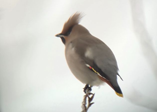 Bohemian Waxwing  - Sebastian Watras