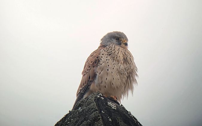 Common Kestrel  - Sebastian Watras