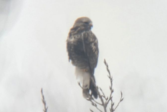 myszołów włochaty  - Sebastian Watras