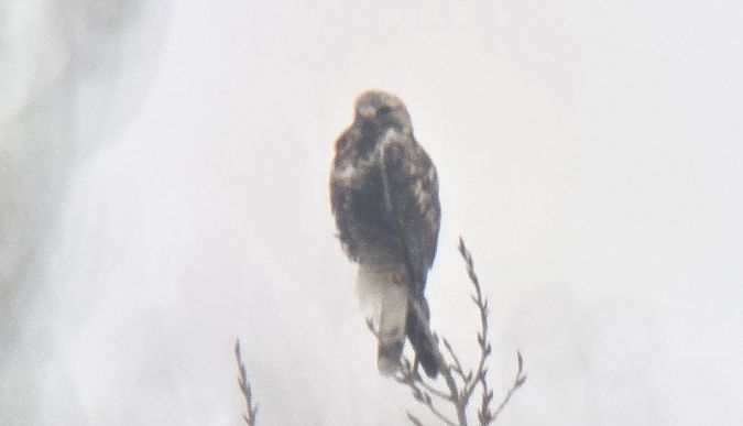 Raufussbussard  - Sebastian Watras