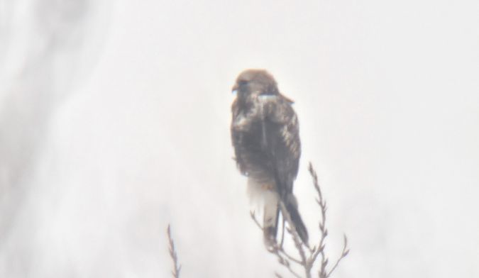 Raufussbussard  - Sebastian Watras