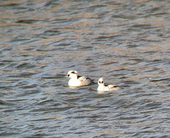 bielaczek  - Tomasz Zarzycki