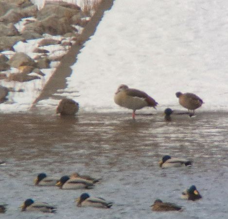 Nilgans  - Tomasz Zarzycki