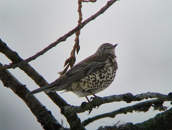 paszkot  - Tomasz Zarzycki