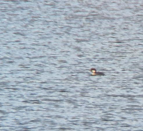 bielaczek  - Tomasz Zarzycki