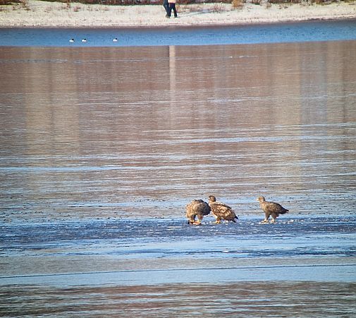 White-tailed Eagle  - Tomasz Zarzycki