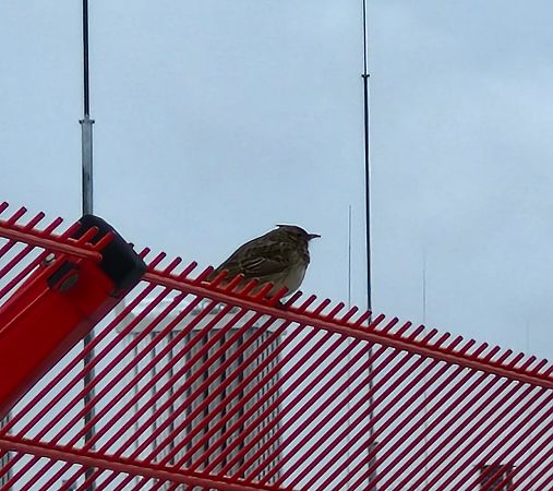 Haubenlerche  - Tomasz Zarzycki