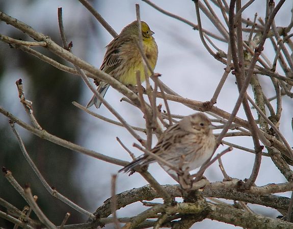 Fichtenammer  - Tomasz Zarzycki