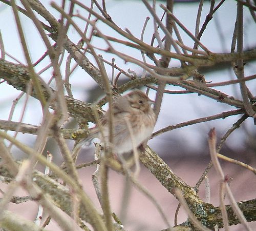 Fichtenammer  - Tomasz Zarzycki