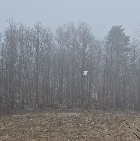 czapla biała  - Tomasz Zarzycki