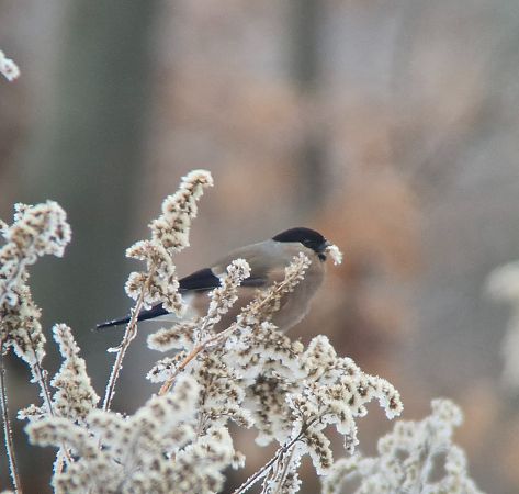 gil  - Tomasz Zarzycki