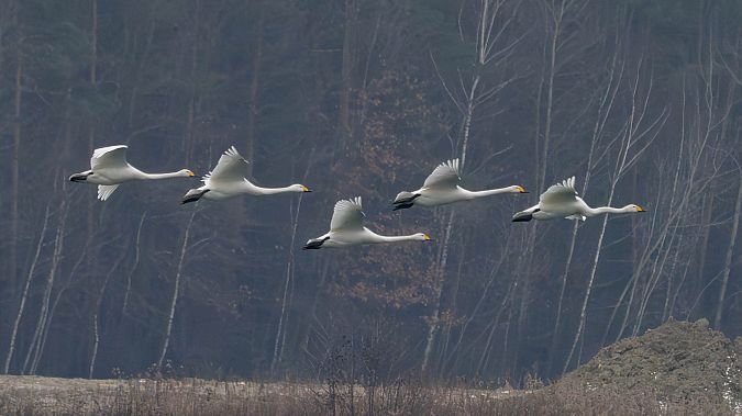 łabędź krzykliwy  - Katarzyna Matusik