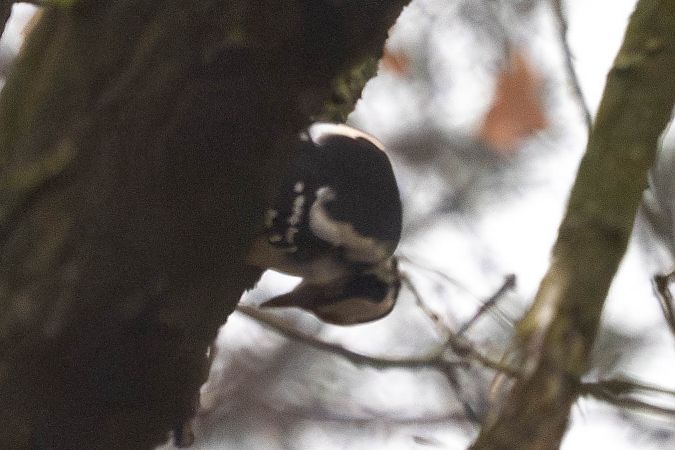 Hybrid Bunt- x Blutspecht  - Katarzyna Matusik