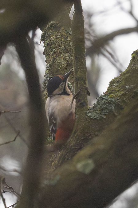 dzięcioł duży x białoszyi  - Katarzyna Matusik