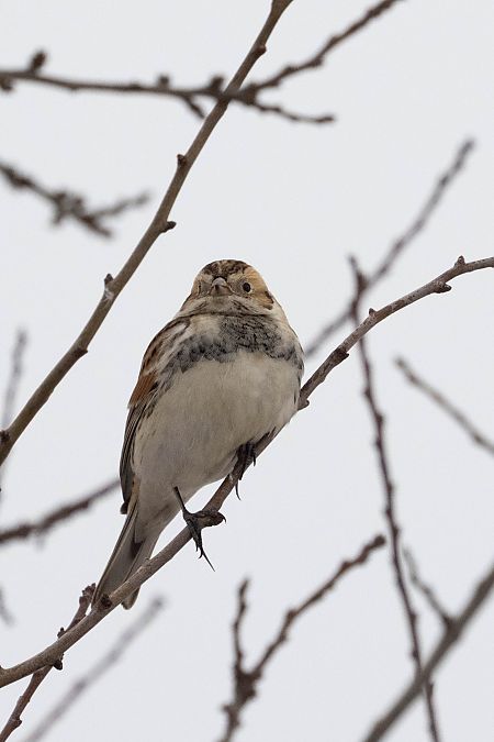 poświerka  - Katarzyna Matusik