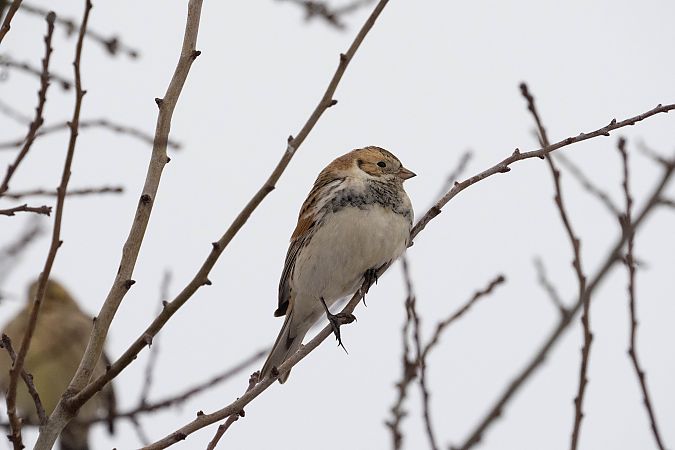 poświerka  - Katarzyna Matusik