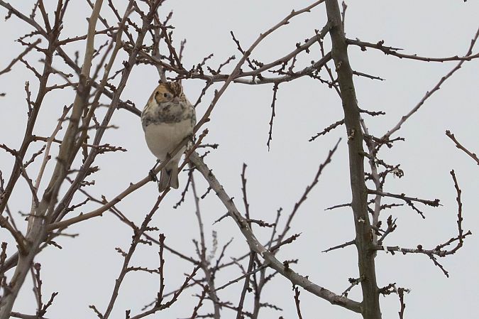 Bruant lapon  - Katarzyna Matusik
