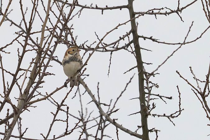 poświerka  - Katarzyna Matusik