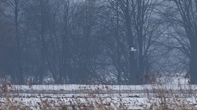 błotniak zbożowy  - Katarzyna Matusik