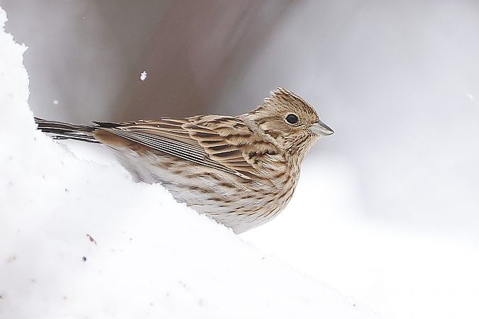 trznadel białogłowy  - Stanisław Turowski