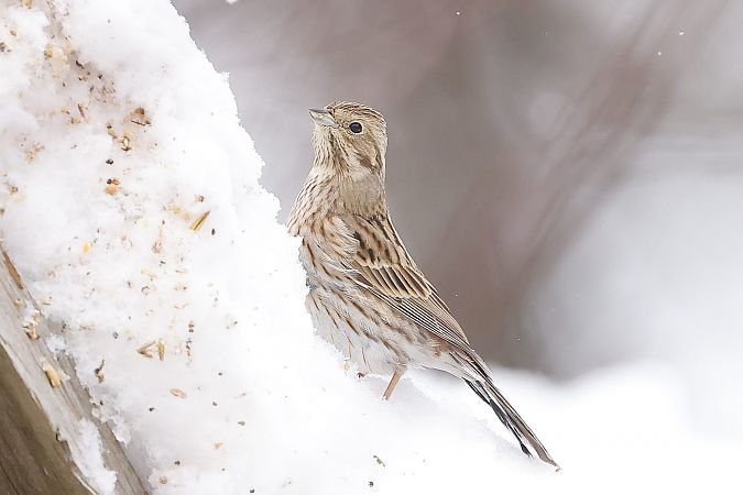 trznadel białogłowy  - Stanisław Turowski