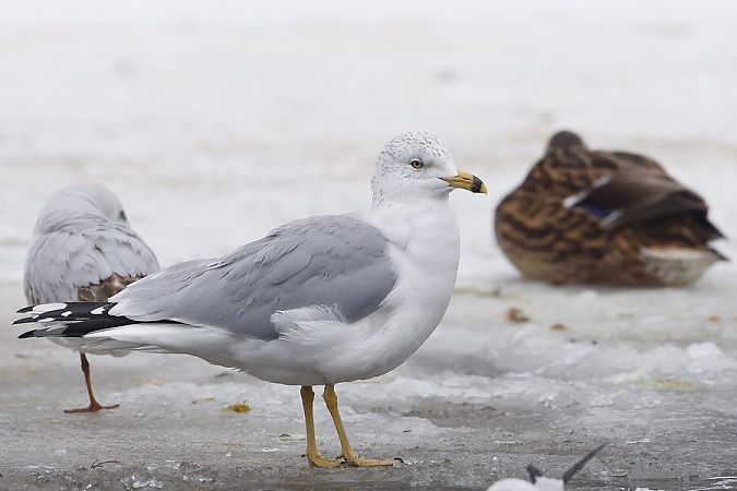 Ringschnabelmöwe  - Stanisław Turowski