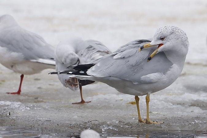 Ringschnabelmöwe  - Stanisław Turowski