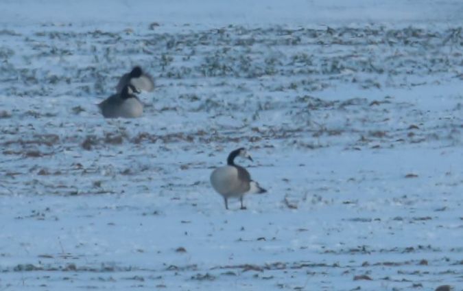 bernikla kanadyjska x bernikla białolica  - Grzegorz Neubauer