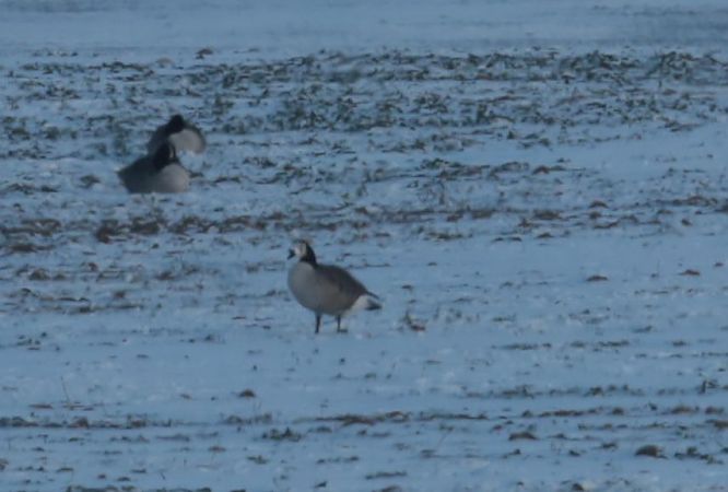 bernikla kanadyjska x bernikla białolica  - Grzegorz Neubauer