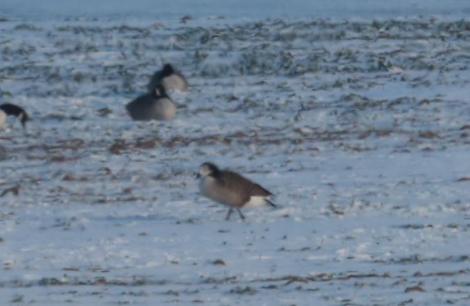 bernikla kanadyjska x bernikla białolica  - Grzegorz Neubauer
