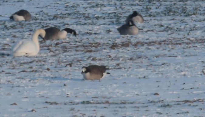 bernikla kanadyjska x bernikla białolica  - Grzegorz Neubauer