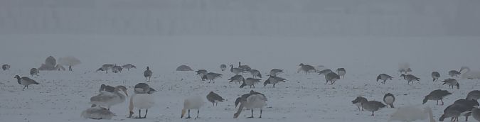 bernikla białolica  - Grzegorz Neubauer