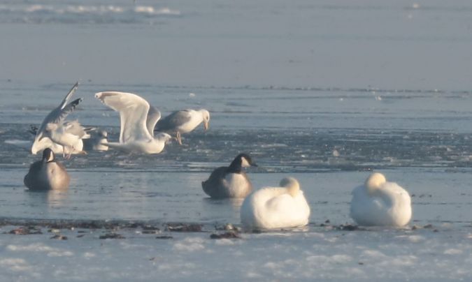 bernikla kanadyjska  - Grzegorz Neubauer