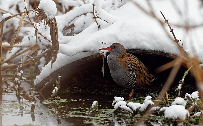 wodnik  - Tomasz Gogołek