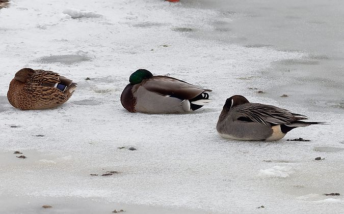 rożeniec  - Tomasz Gogołek