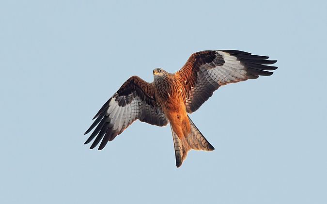 kania ruda  - Tomasz Gogołek