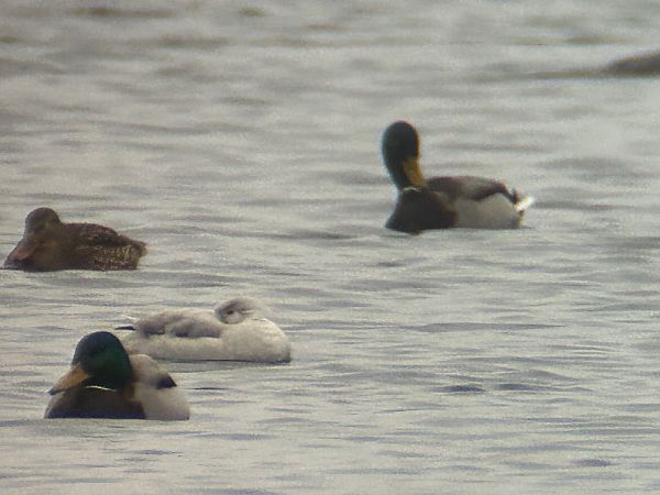 mandarynka  - Sławomir Karpicki