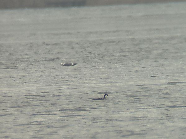 bielaczek  - Sławomir Karpicki