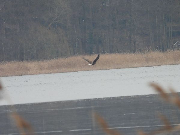 Seeadler  - Sławomir Karpicki