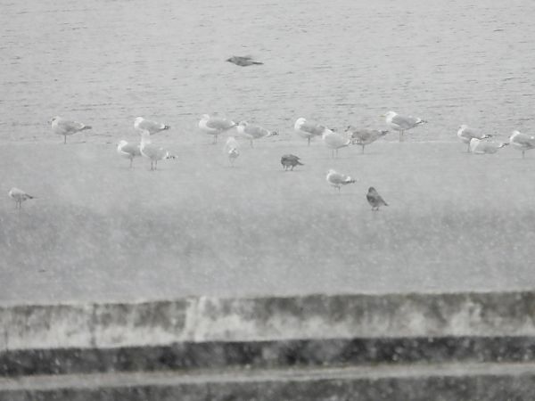 mewa srebrzysta  - Sławomir Karpicki