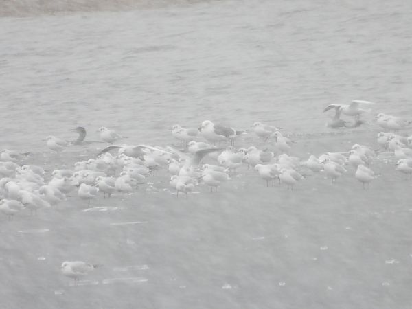 śmieszka  - Sławomir Karpicki