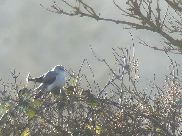 kaniuk  - Sławomir Karpicki