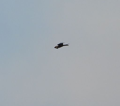 kania ruda  - Sławomir Karpicki