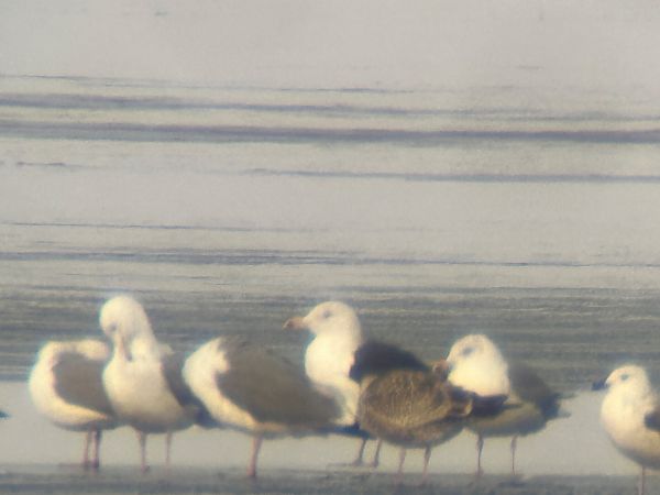 mewa siodłata  - Sławomir Karpicki