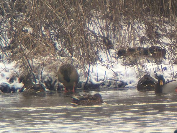 świstun  - Sławomir Karpicki